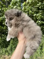 AKC Mable, a female Pomeranian for sale in Brevard, NC – 4 of 10
