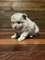 Marley , a male Pomeranian for sale in Brevard, NC – 1 of 1