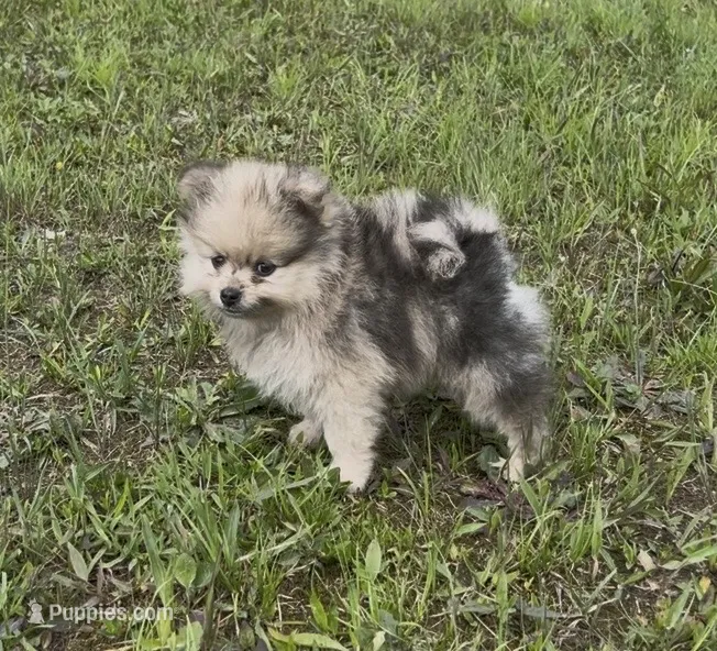 AKC Asher – Pomeranian puppy for sale in Brevard, NC