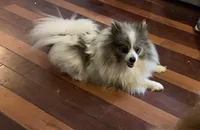 Skyler, a female Pomeranian for sale in Brevard, NC – Photo 2 of 2