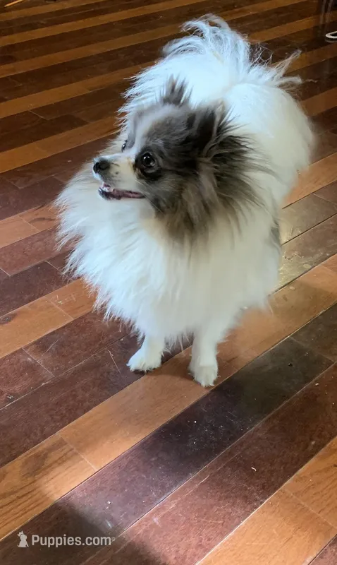 Skyler, a female Pomeranian for sale in Brevard, NC – Photo 1 of 2