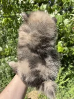 AKC Asher, a male Pomeranian for sale in Brevard, NC – 8 of 10