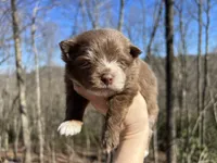 Wallace, a male Pomeranian for sale in Brevard, NC – Photo 2 of 2