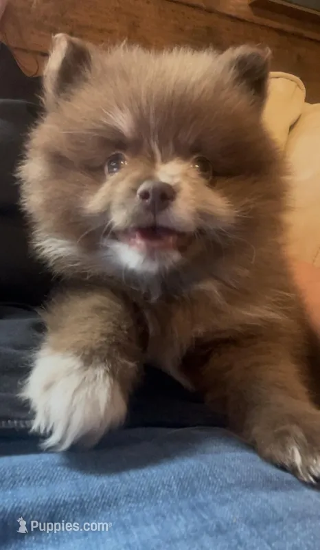 Wallace – Pomeranian puppy for sale in Brevard, NC