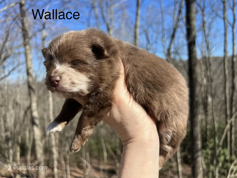 Wallace – Pomeranian puppy for sale in Brevard, NC