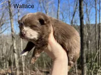 Wallace, a male Pomeranian for sale in Brevard, NC – Photo 1 of 2