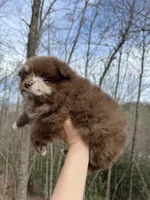 Wallace, a male Pomeranian for sale in Brevard, NC – Photo 3 of 8