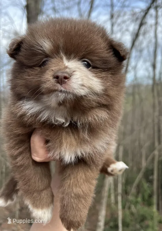 Wallace – Pomeranian puppy for sale in Brevard, NC