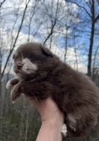 Wallace, a male Pomeranian for sale in Brevard, NC – Photo 6 of 8