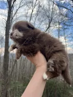 Wallace, a male Pomeranian for sale in Brevard, NC – Photo 5 of 8