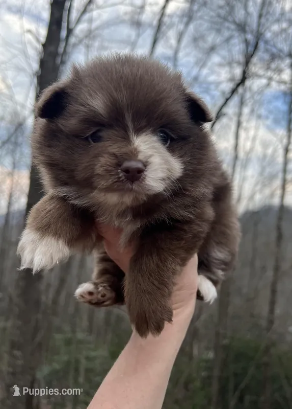 Wallace – Pomeranian puppy for sale in Brevard, NC