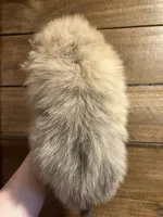 Ron, a male Pomeranian for sale in Brevard, NC – Photo 4 of 7