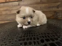 Ron, a male Pomeranian for sale in Brevard, NC – Photo 1 of 7