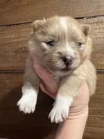 Ron, a male Pomeranian for sale in Brevard, NC – Photo 6 of 7