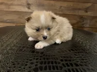 Ron, a male Pomeranian for sale in Brevard, NC – Photo 3 of 7