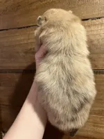 Ron, a male Pomeranian for sale in Brevard, NC – Photo 5 of 7