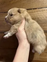 Ron, a male Pomeranian for sale in Brevard, NC – Photo 7 of 7