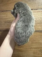 Bluey, a male Pomeranian for sale in Brevard, NC – Photo 2 of 3