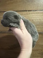 Bluey, a male Pomeranian for sale in Brevard, NC – Photo 3 of 3