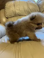 Solo, a male Pomeranian for sale in Brevard, NC – 2 of 2