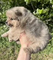AKC Asher, a male Pomeranian for sale in Brevard, NC – 7 of 10
