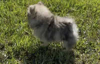 AKC Asher, a male Pomeranian for sale in Brevard, NC – 2 of 10