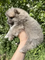 AKC Damien , a male Pomeranian for sale in Brevard, NC – 2 of 8
