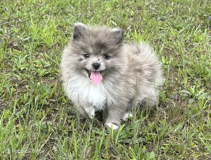AKC Mable – Pomeranian puppy for sale in Brevard, NC
