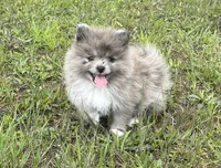 AKC Mable, a female Pomeranian for sale in Brevard, NC – 1 of 10