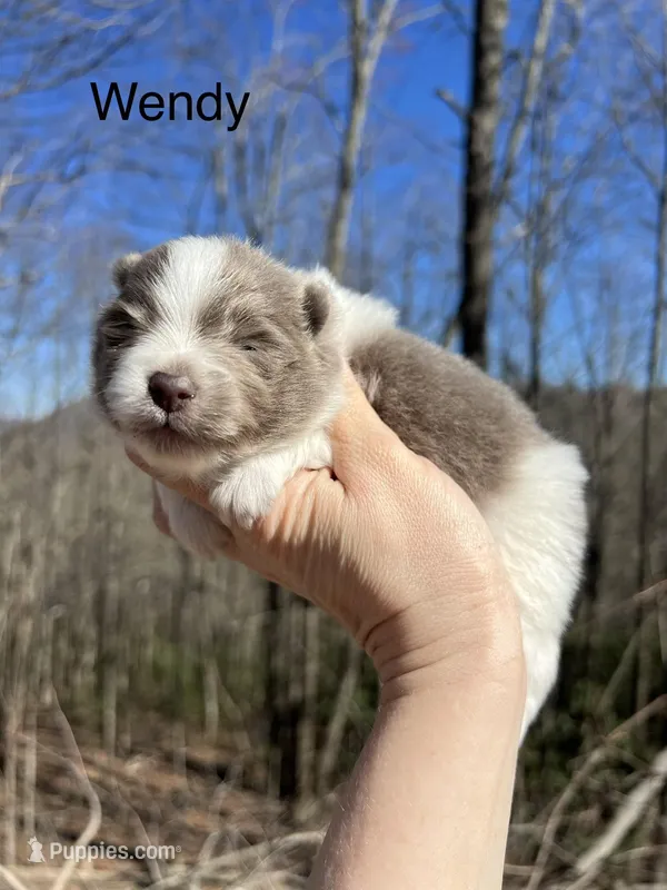 Wendy – Pomeranian puppy for sale in Brevard, NC