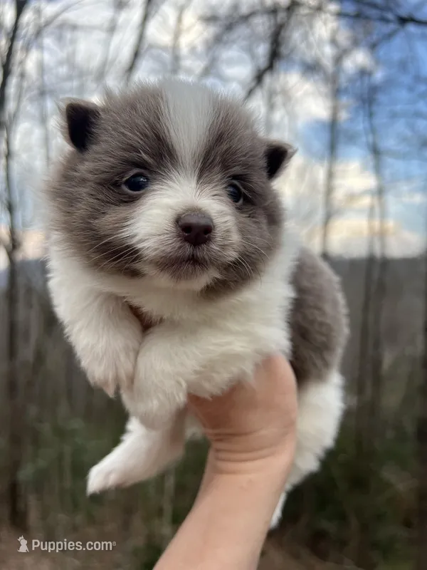 Wendy – Pomeranian puppy for sale in Brevard, NC