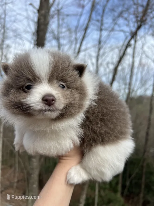 Wendy – Pomeranian puppy for sale in Brevard, NC