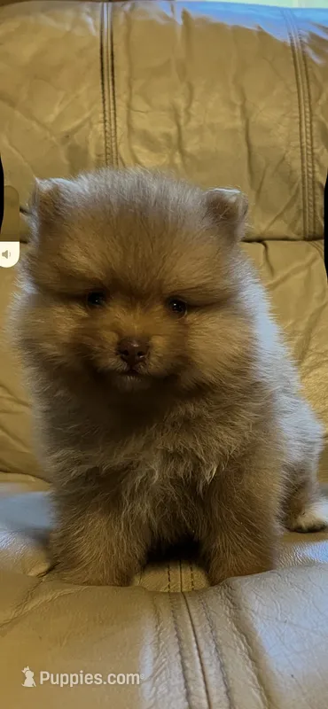 Solo – Pomeranian puppy for sale in Brevard, NC