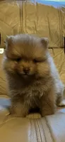 Solo, a male Pomeranian for sale in Brevard, NC – 1 of 2
