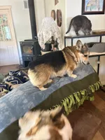 Mugsy, a male Pembroke Welsh Corgi for sale in Harper, OR – 4 of 4