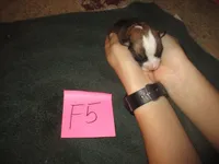 Female 5, a female Pembroke Welsh Corgi for sale in Harper, OR – Photo 1 of 2