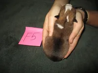 Female 5, a female Pembroke Welsh Corgi for sale in Harper, OR – Photo 2 of 2