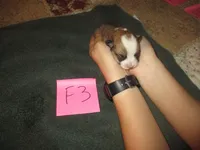 Female 3, a female Pembroke Welsh Corgi for sale in Harper, OR – Photo 1 of 2