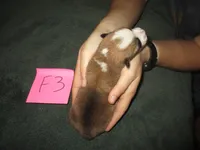 Female 3, a female Pembroke Welsh Corgi for sale in Harper, OR – Photo 2 of 2