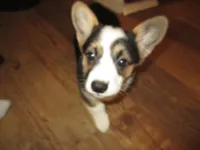 Female 2, a female Pembroke Welsh Corgi for sale in Harper, OR – Photo 7 of 7