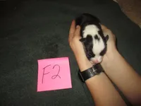 Female 2, a female Pembroke Welsh Corgi for sale in Harper, OR – Photo 2 of 7