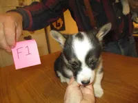 Female 2, a female Pembroke Welsh Corgi for sale in Harper, OR – Photo 1 of 7
