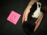 Female 2, a female Pembroke Welsh Corgi for sale in Harper, OR – Photo 3 of 7