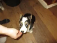 Female 2, a female Pembroke Welsh Corgi for sale in Harper, OR – Photo 5 of 7