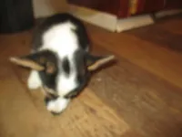 Female 2, a female Pembroke Welsh Corgi for sale in Harper, OR – Photo 4 of 7