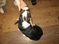 Female 2, a female Pembroke Welsh Corgi for sale in Harper, OR – Photo 6 of 7