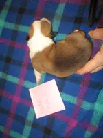 Peaches Male 3, a male Pembroke Welsh Corgi for sale in Harper, OR – Photo 2 of 2