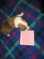 Peaches Male 3, a male Pembroke Welsh Corgi for sale in Harper, OR – Photo 1 of 2