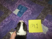 Male 1, a male Pembroke Welsh Corgi for sale in Harper, OR – Photo 2 of 2