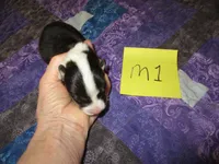 Male 1, a male Pembroke Welsh Corgi for sale in Harper, OR – Photo 1 of 2